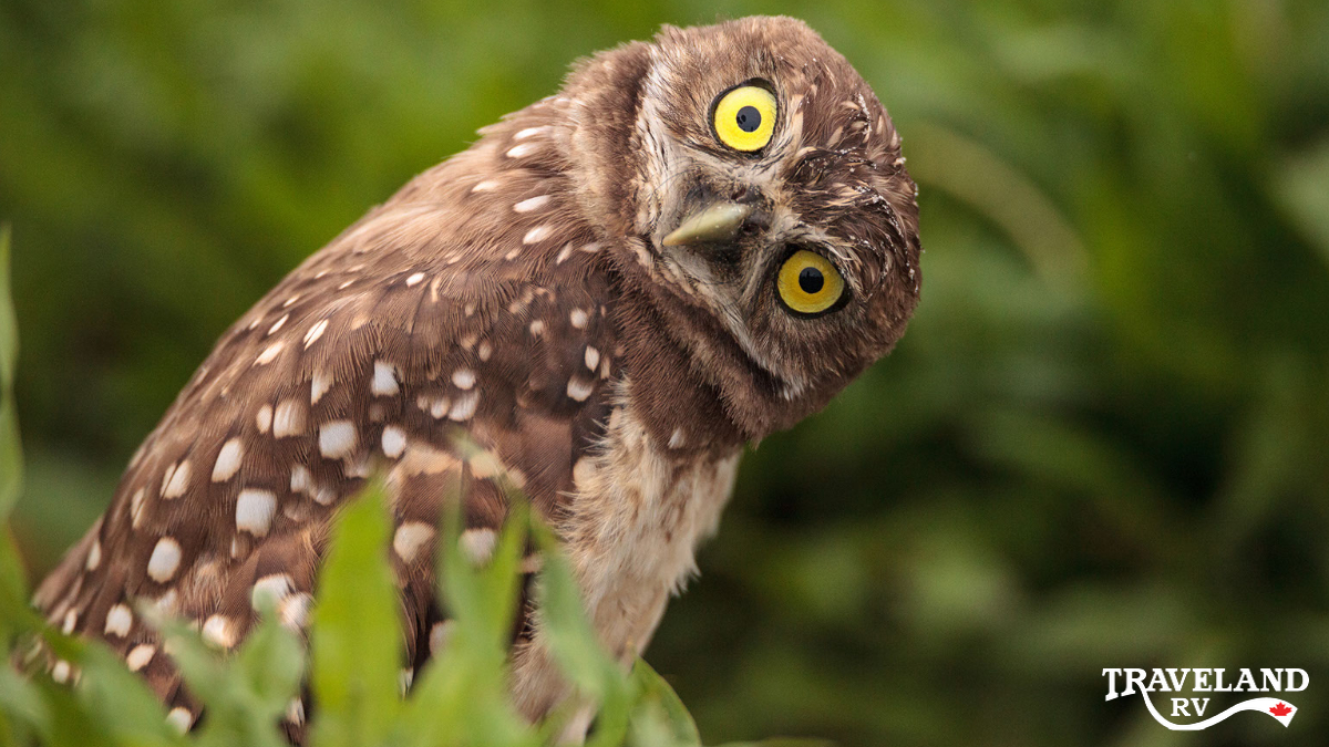 National Endangered Species Day